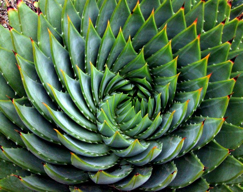 Aloe espiral
