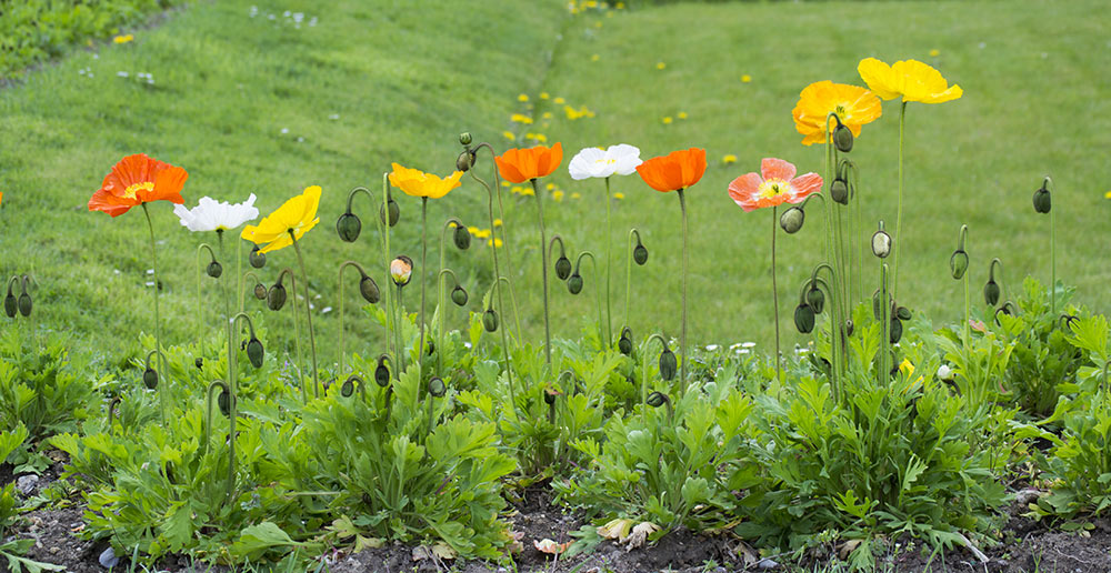 Amapolas en el jardin de plantas de París