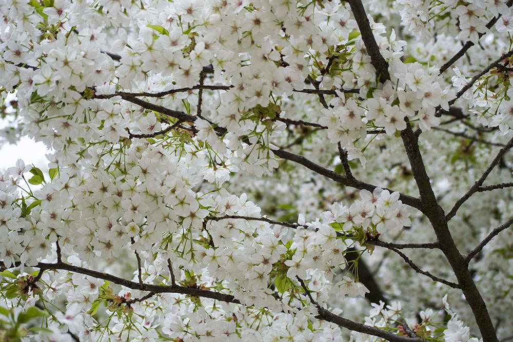 Cerezos flor blanca