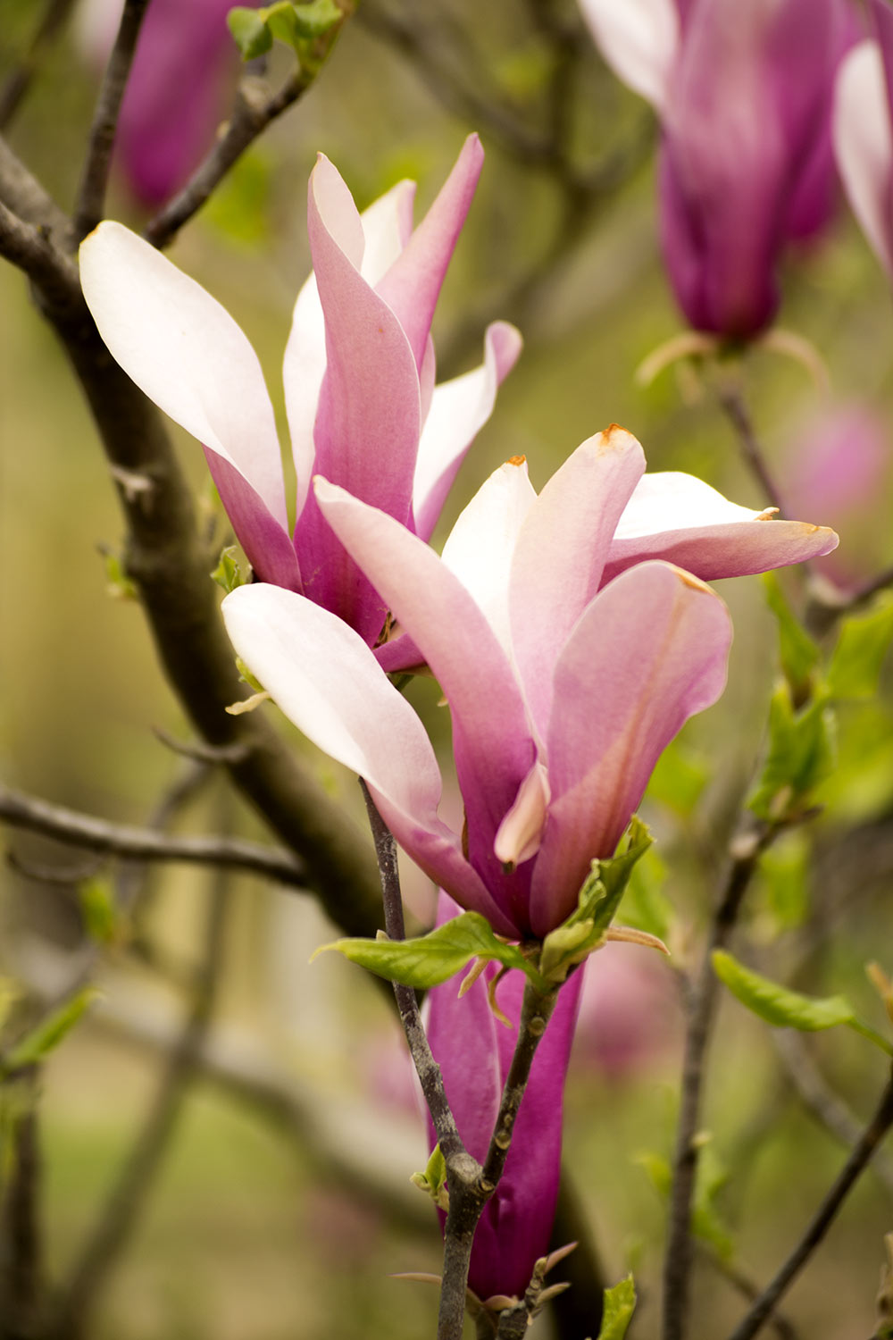 Magnolias en  Primavera 