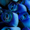 Rosas Azules - Descarga Fotos gratis
