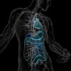 Infografías médicas o ilustraciones del interior del cuerpo