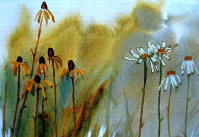 Daisies of watercolor