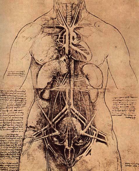 Estudio de organos Leonardo Da Vinci