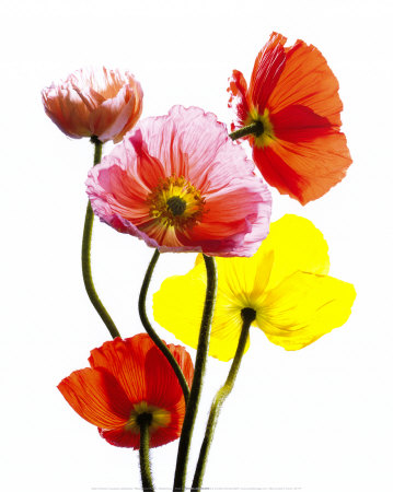 cedric-porchez-multi-colored-poppies-posters