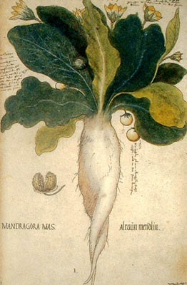 Dibujo de una Mandrágora