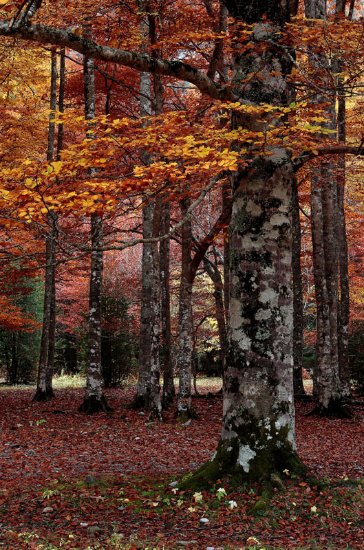 Foto de un árbol en Otoño