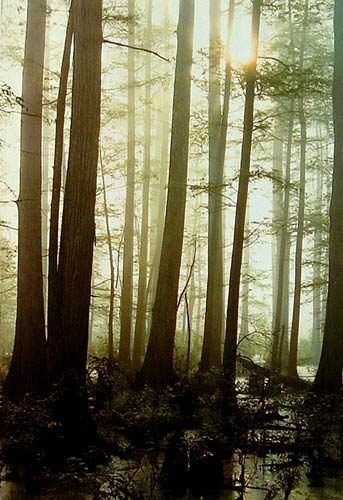 Fotografía original del paisaje con niebla