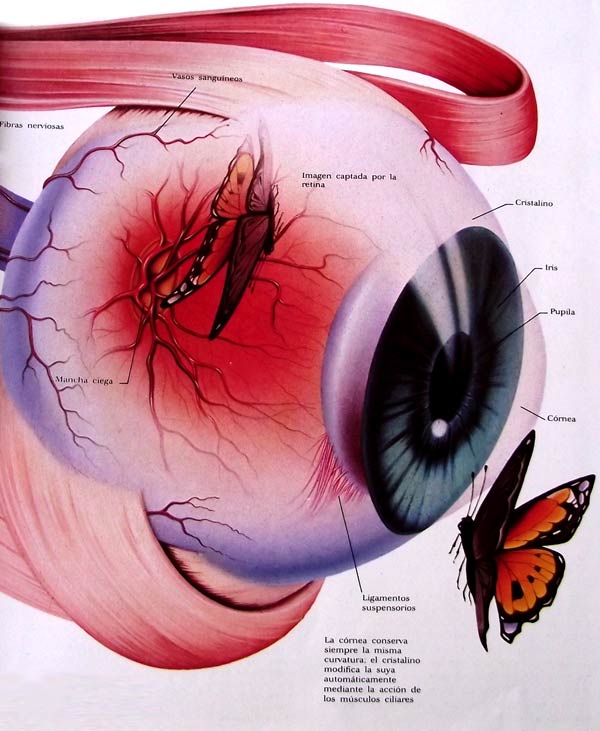 Infografia de un ojo