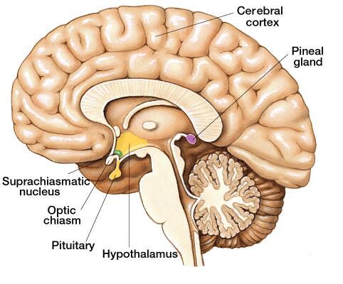 Glandula pineal