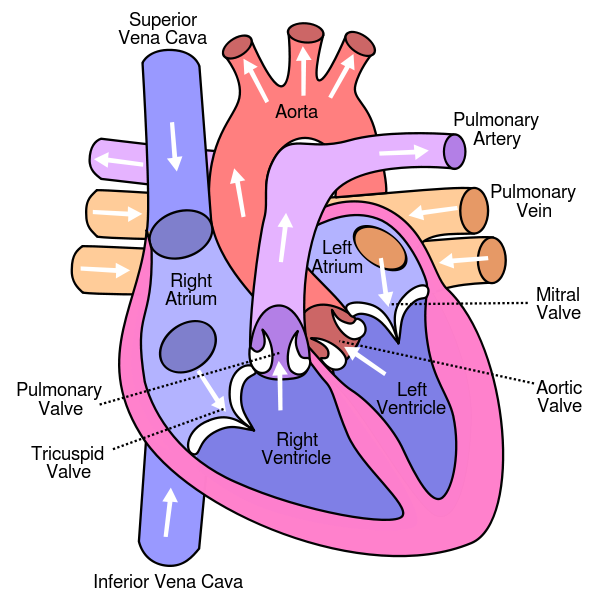 Ilustración de un corazón