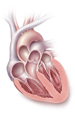 Ilustración de un corazón
