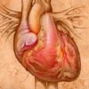 Pintar la anatomía de un corazón