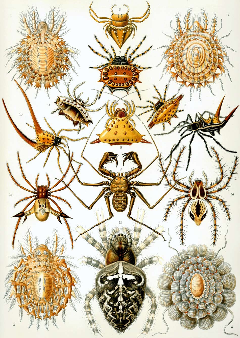 Ilustración de las arañas, Arachnida