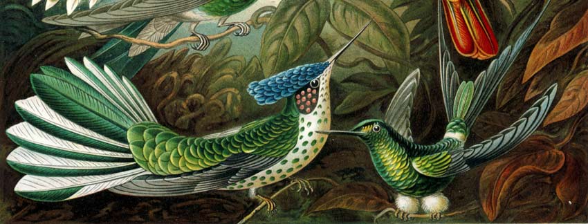 Detalle de la ilustración Trochilidae