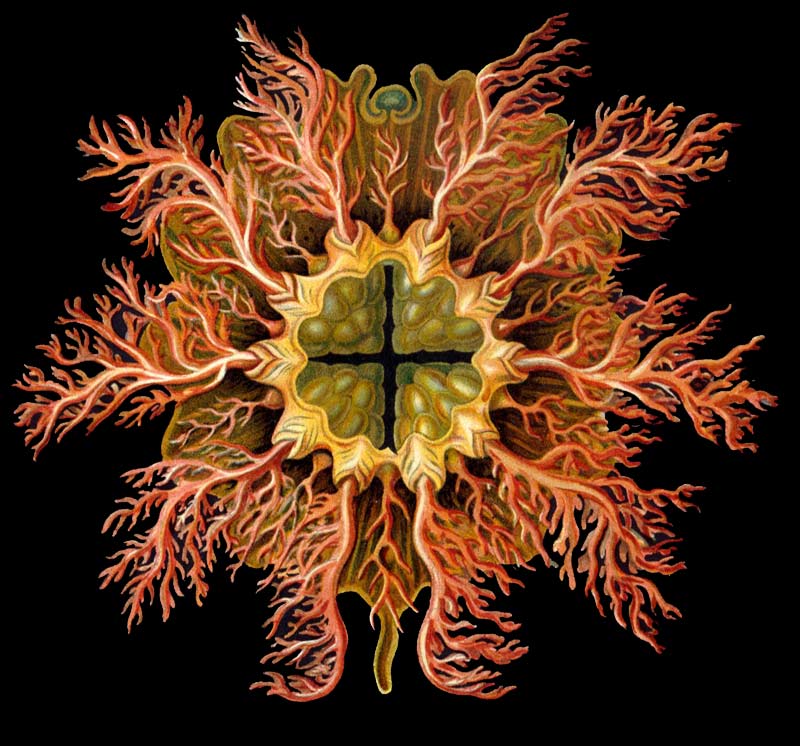 Ilustración de Ernst Haeckel