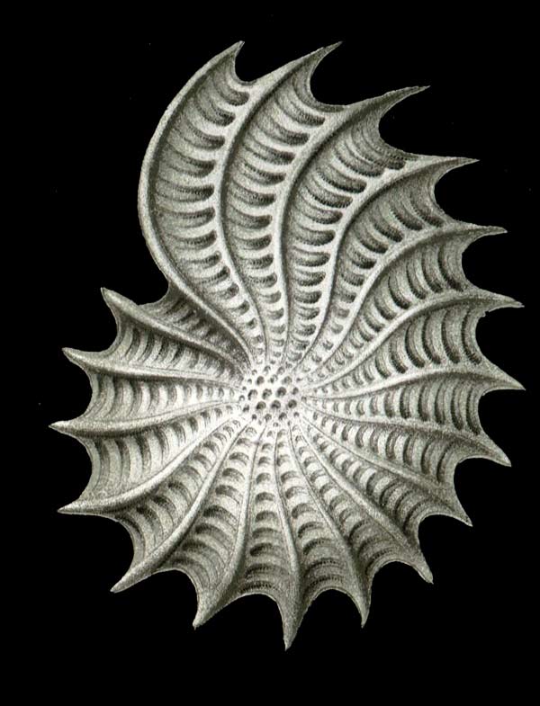 Dibujo de Ernst Haeckel