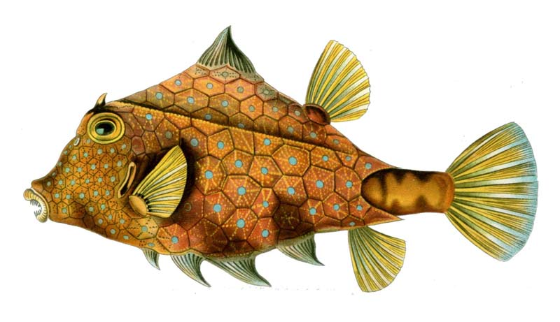 Detalle de la ilustración Tetrosomus gibbosus