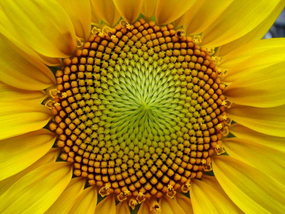 Top 50+ imagen girasol proporcion aurea