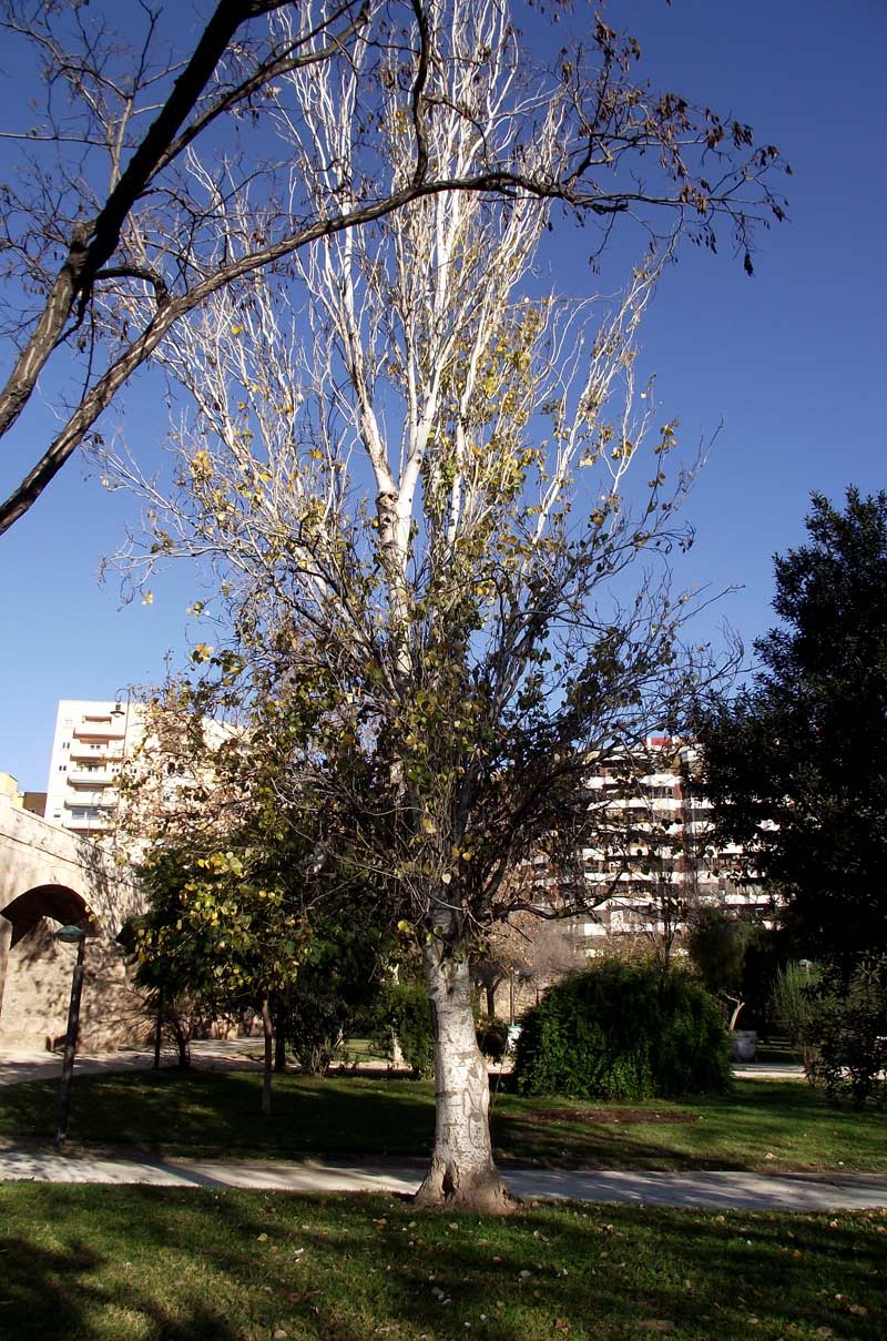 Chopo - silueta entera del árbol