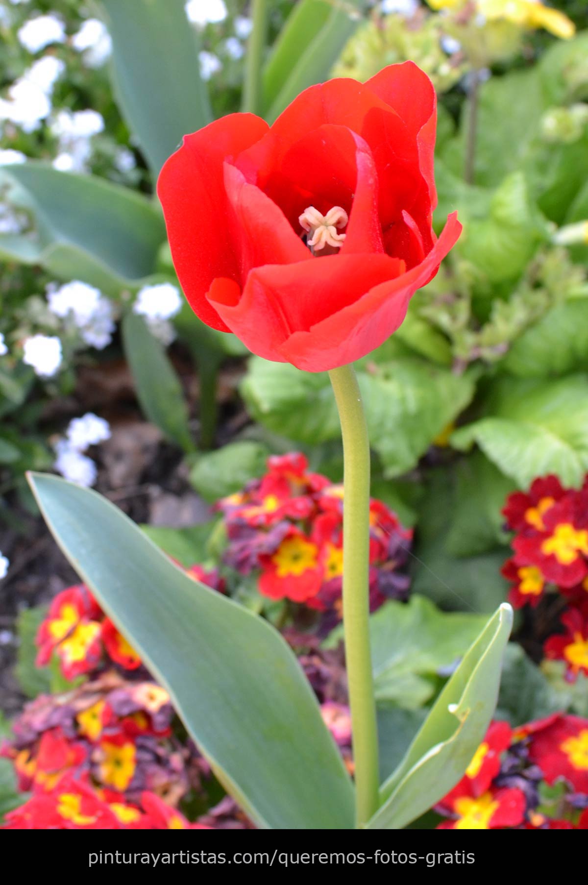 Tulipán rojo - Descarga Fotos gratis