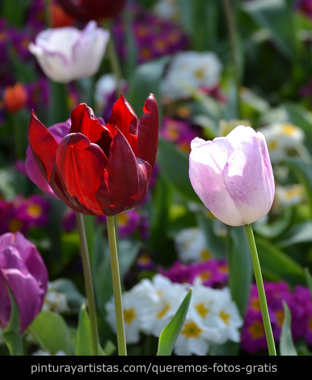 Fotos Gratis Naturaleza - Flores - Campanillas