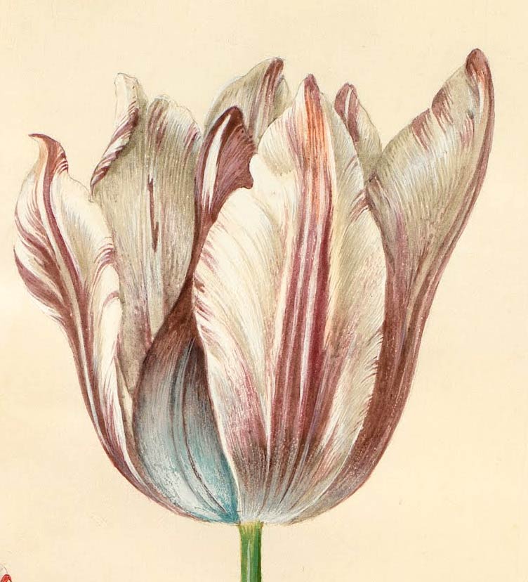 Tulipanes pintados con acuarela