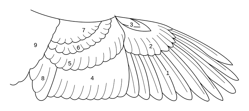 Cómo se llaman las diversas partes y plumas del ala