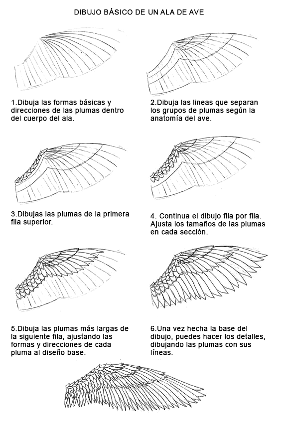 cómo hacer el dibujo básico de una ala